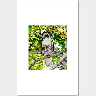 Red Tailed Hawk Posters and Art